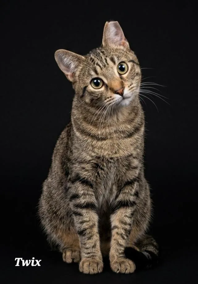 A young large-sized male Tabby (Gray / Blue / Silver) Domestic Short Hair cat named Twix for adoption in Catasauqua, PA