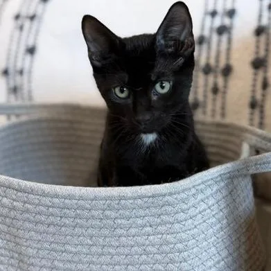 A baby small-sized male Black Domestic Short Hair cat named Taka for adoption in Jupiter, FL