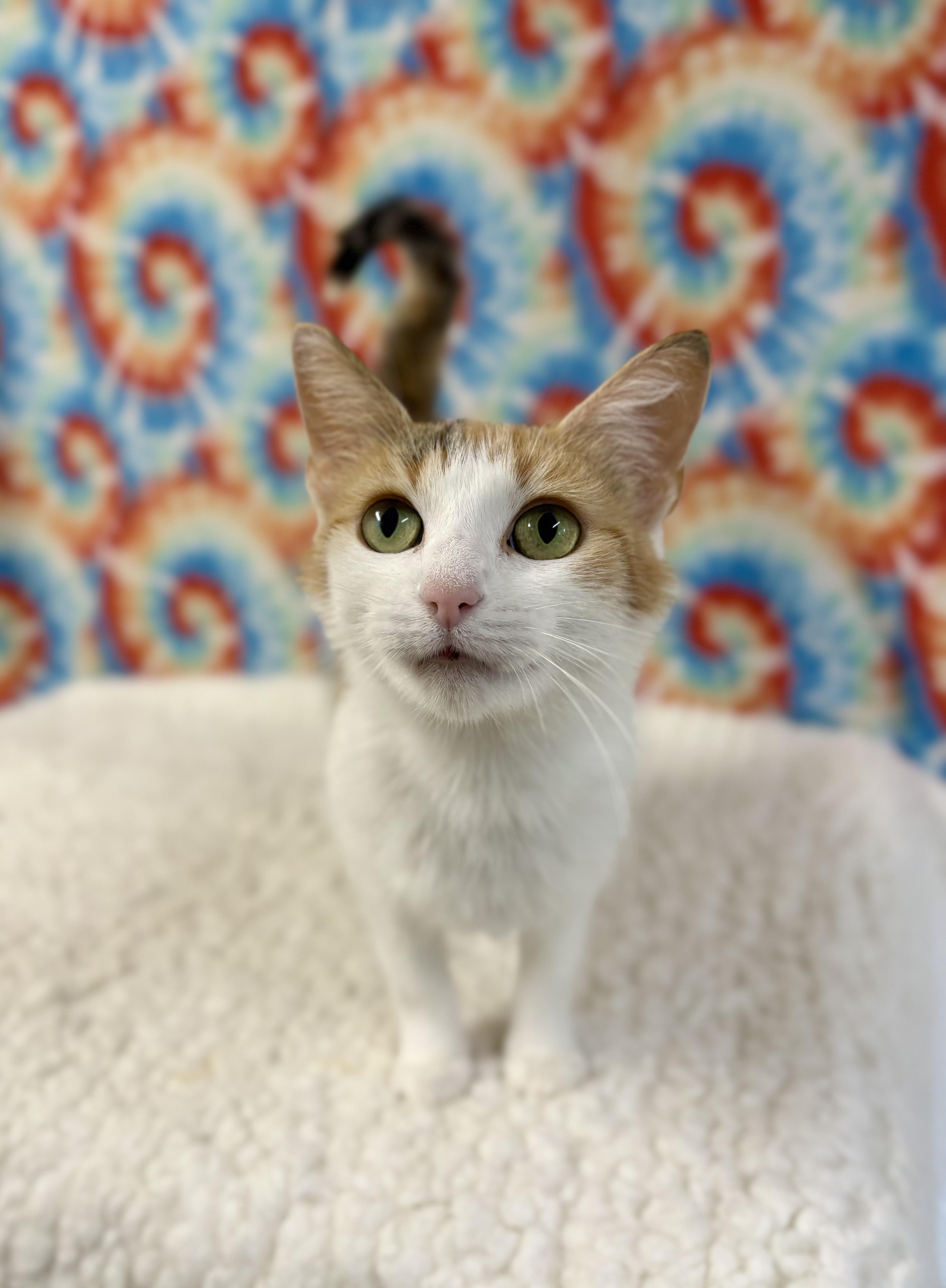 An adult medium-sized female Calico Domestic Short Hair cat named Callie for adoption in Upper Sandusky, OH