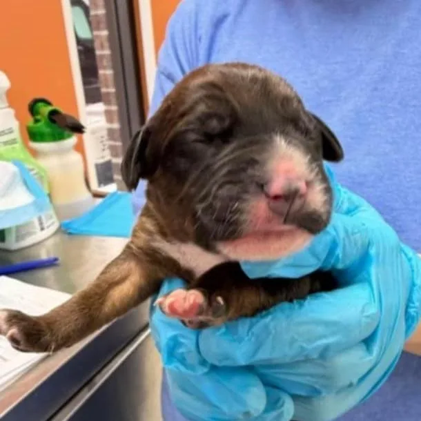 Rose Pup  Memphis thumbnail 2