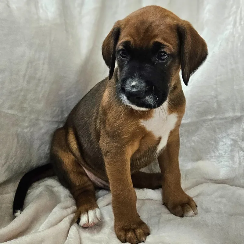 Rose Pup  Memphis thumbnail 3