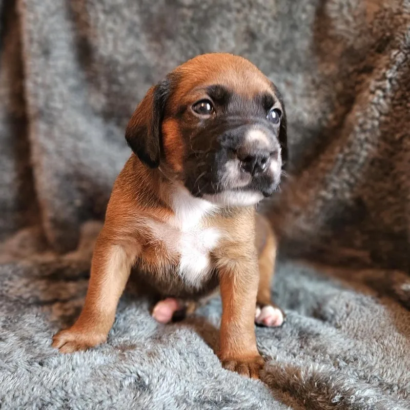 Rose Pup  Memphis thumbnail 4