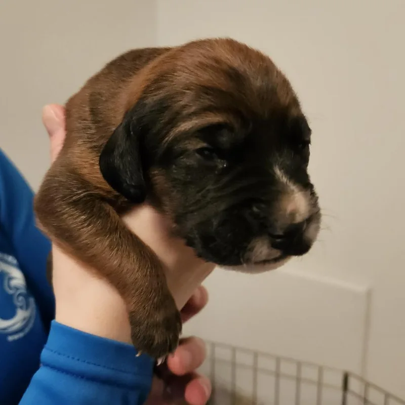 Rose Pup  Memphis thumbnail 5
