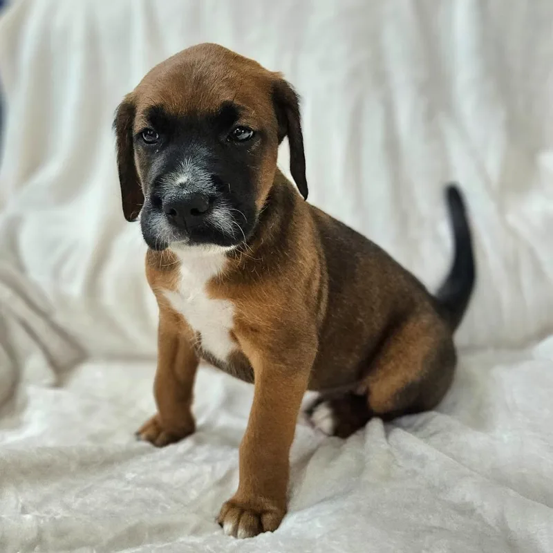 Rose Pup  Memphis thumbnail 6