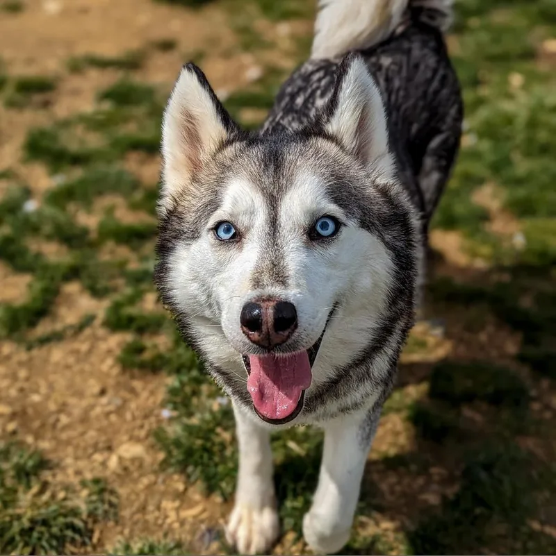 A senior medium-sized female Black Siberian Husky dog named Mia for adoption in Waynesboro, PA