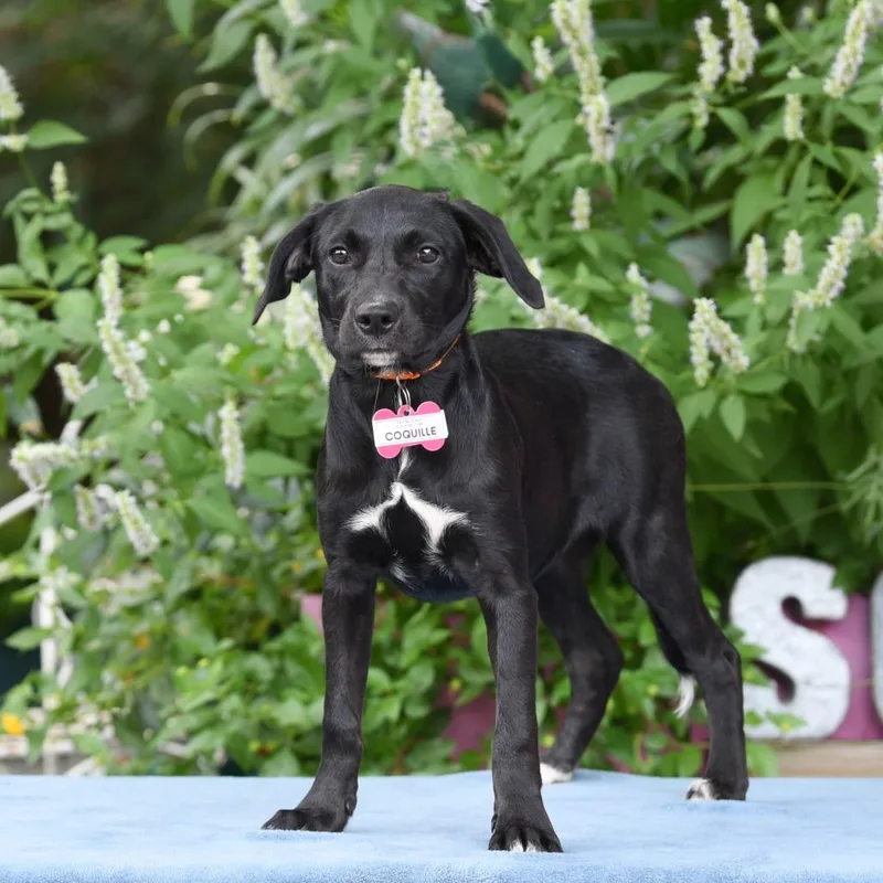 A baby small-sized female Black Retriever dog named Coquille for adoption in Wake Forest, NC