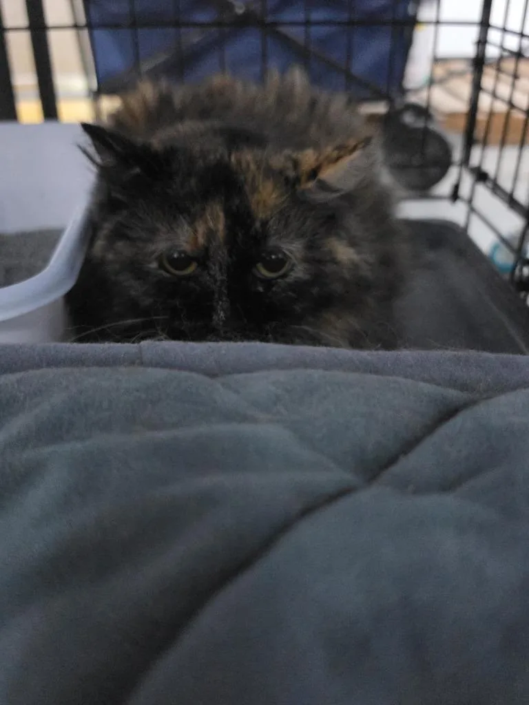 A senior medium-sized female Domestic Short Hair cat named Marble for adoption in St. Cloud, MN