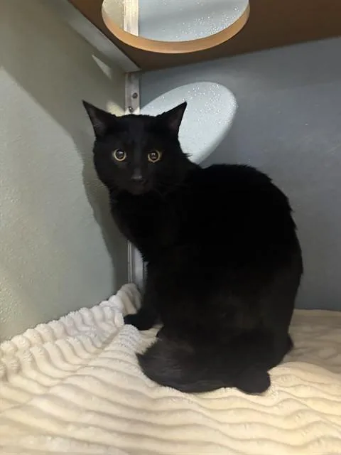 A young small-sized male Domestic Short Hair cat named Nugget for adoption in Westminster, MD