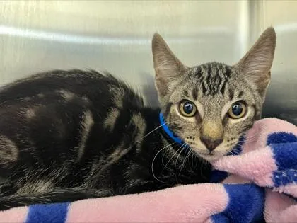 A baby medium-sized male Domestic Short Hair cat named Tommy Salami for adoption in Westland, MI
