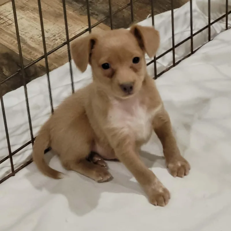 Penny