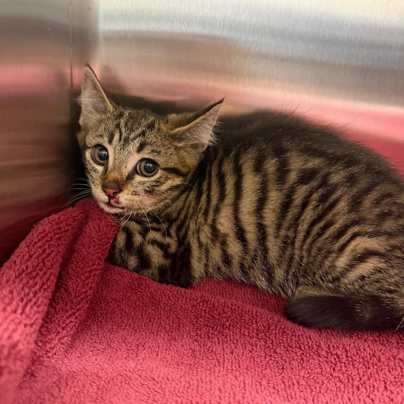 A baby small-sized female Brown / Chocolate Domestic Medium Hair cat named Ribeye for adoption in Morganton, NC