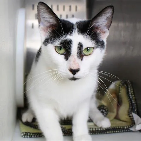 A young medium-sized female Black Domestic Short Hair cat named Loki for adoption in Hopkinton, MA