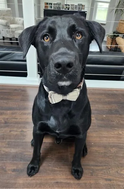 A young medium-sized male Labrador Retriever dog named Acetenn for adoption in Saint Peters, MO