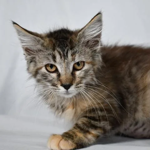 A baby small-sized female Gray / Blue / Silver Domestic Long Hair cat named Poppi for adoption in Johnson City, TN