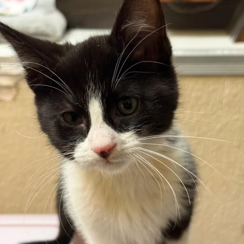 A baby small-sized female Black Domestic Short Hair cat named Munch w Tina for adoption in Flagstaff, AZ