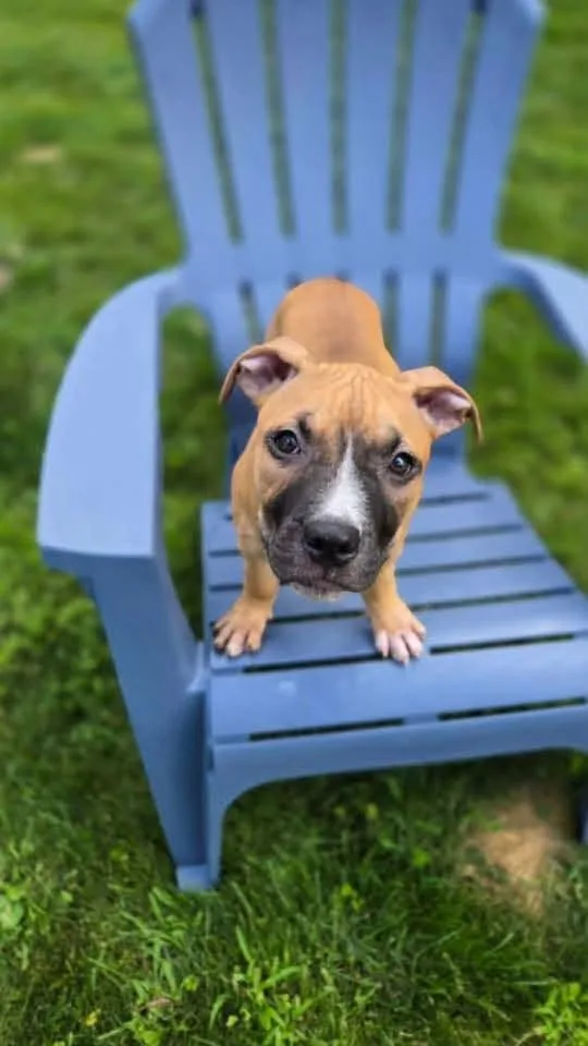A baby medium-sized female Mixed Breed dog named Rosie for adoption in Penfield, NY