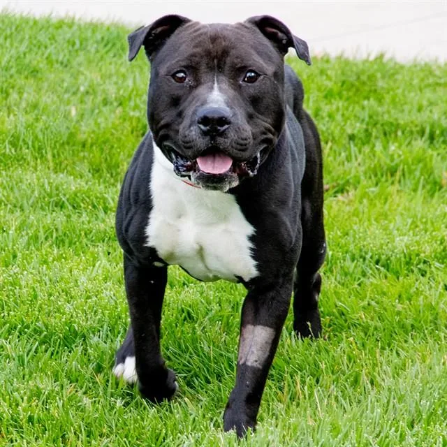 A young large-sized male Pit Bull Terrier dog named Mr Poncho for adoption in St. Louis, MO