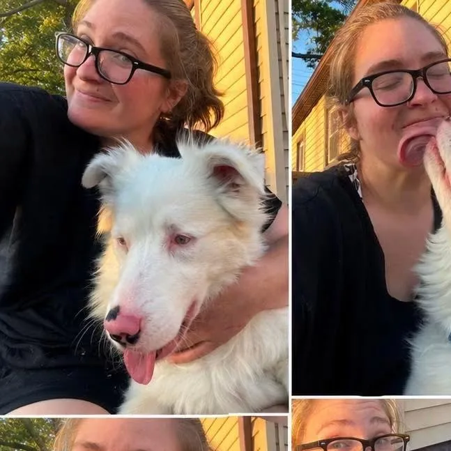 An adult medium-sized female Australian Shepherd dog named Valkyrie for adoption in Pasadena , MD