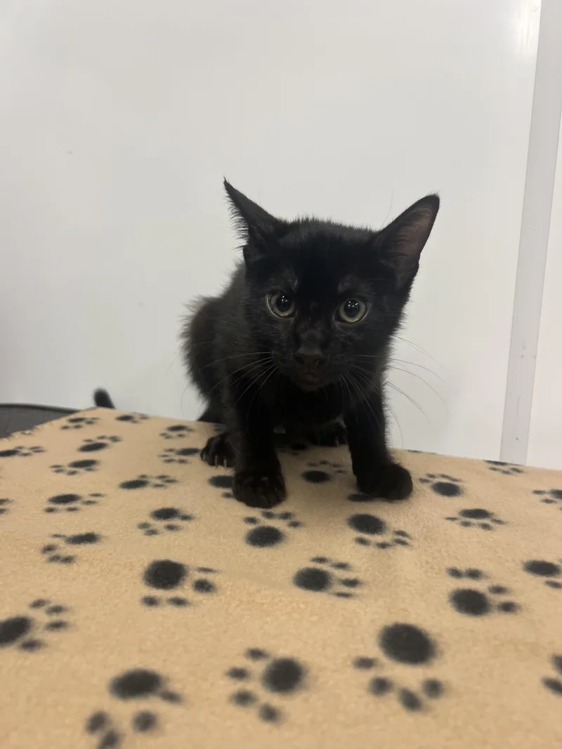 A baby small-sized female Domestic Short Hair cat named Raylene for adoption in Chico, CA