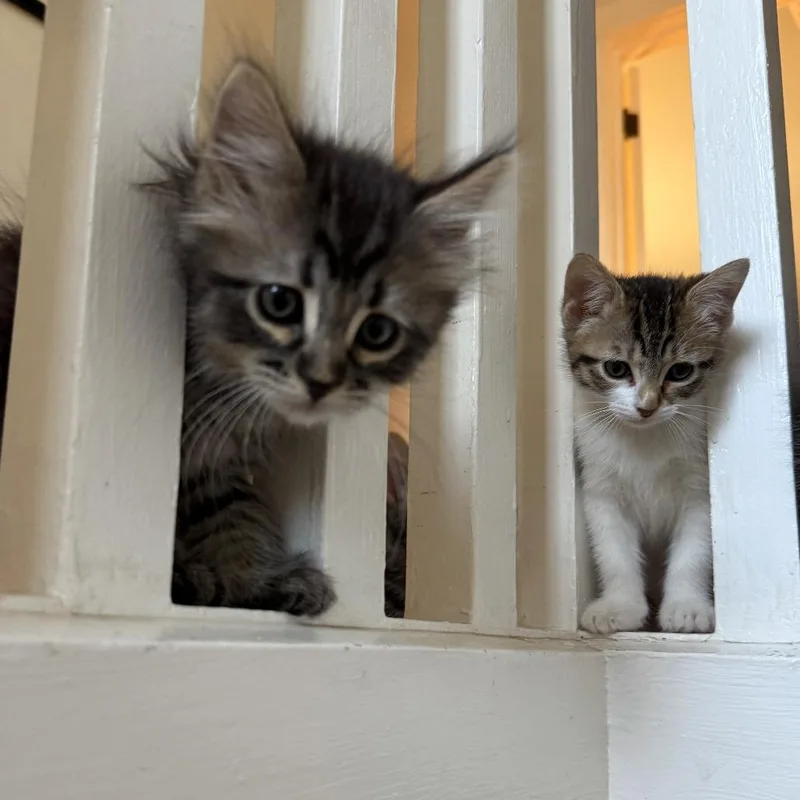 A baby small-sized female Brown / Chocolate Domestic Short Hair cat named Basil for adoption in Los Angeles, CA