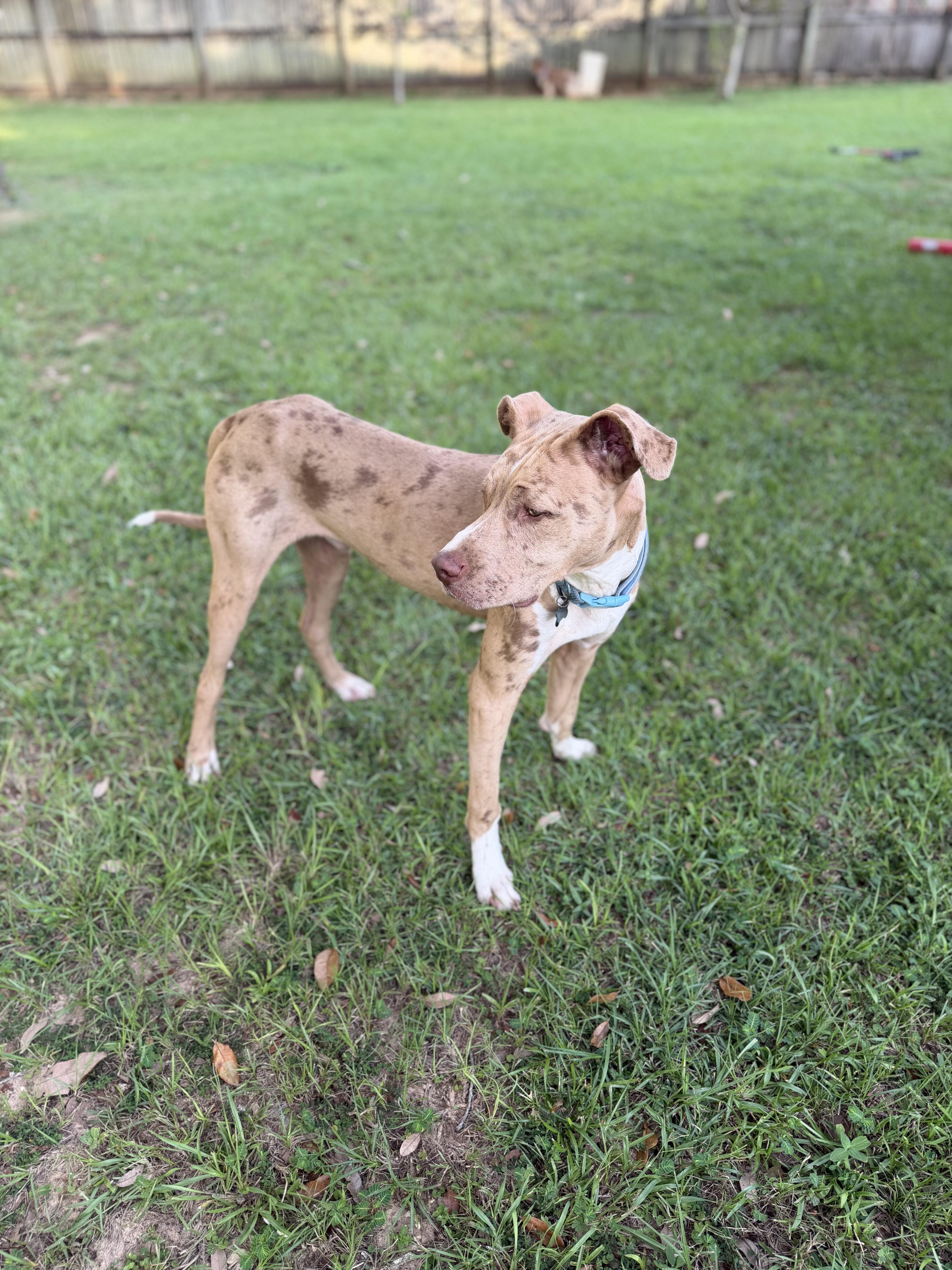 Beauregard thumbnail 2