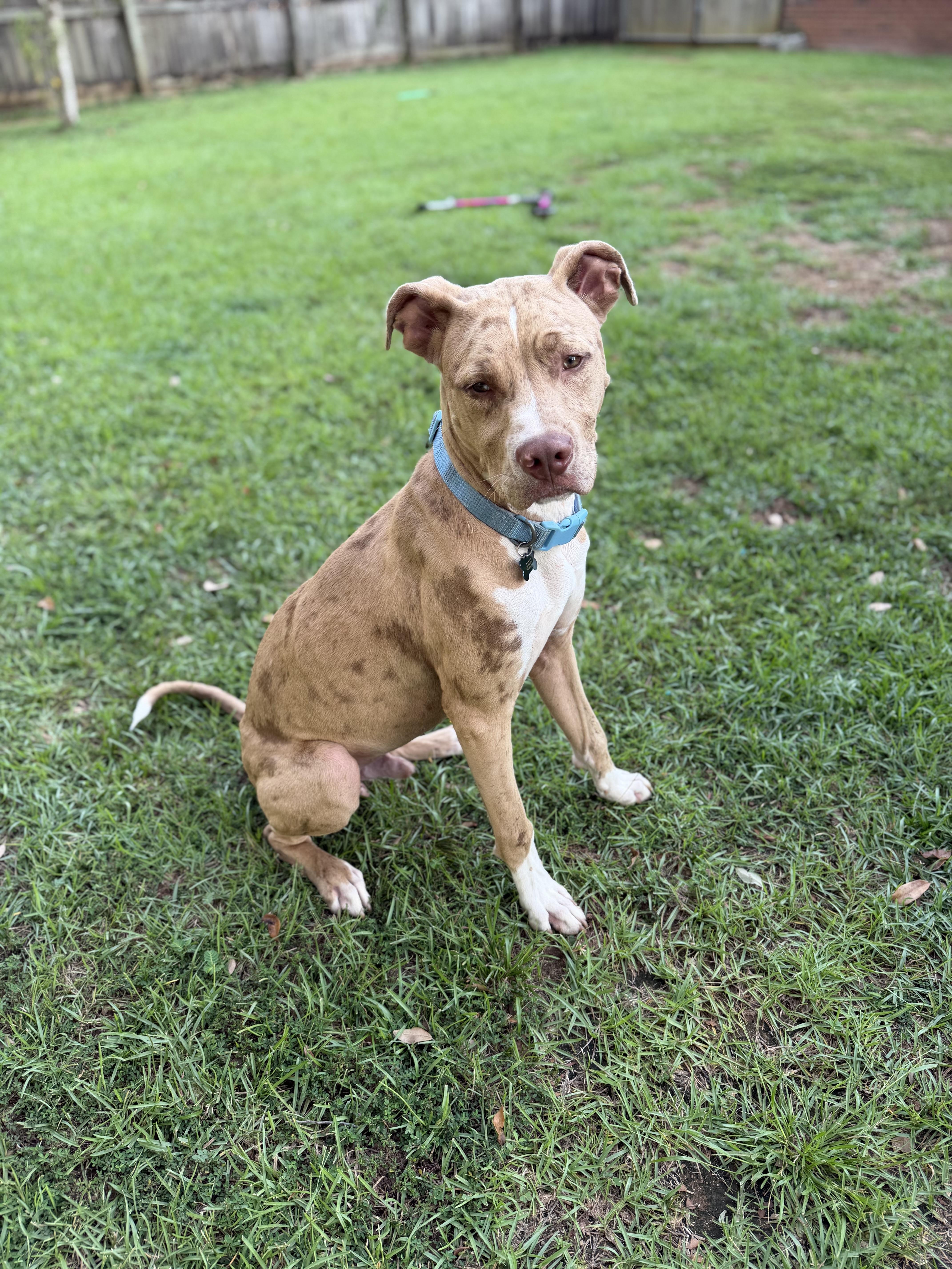 Beauregard thumbnail 4