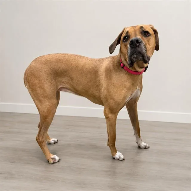 An adult extra large-sized female Mastiff dog named Zoey for adoption in Lancaster, CA