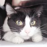 An adult medium-sized female Black & White / Tuxedo Domestic Short Hair cat named April for adoption in Hilliard, OH