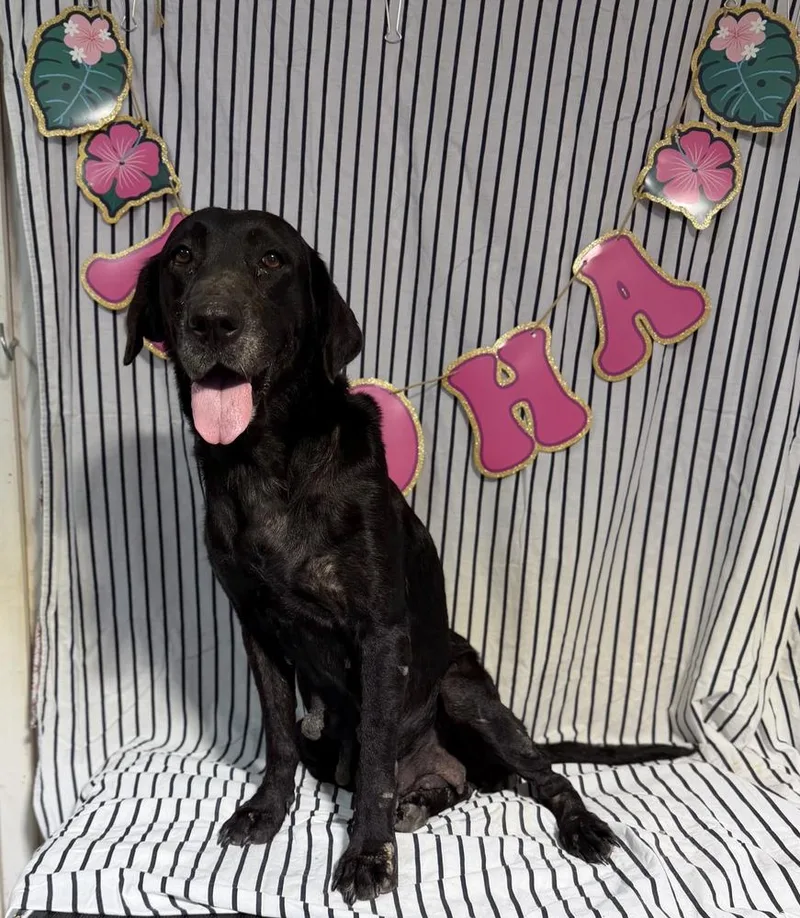 An adult large-sized female Black Labrador Retriever dog named Ruth for adoption in Opelousas, LA