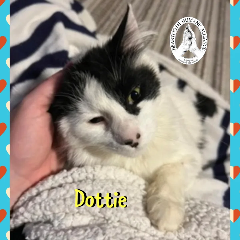 Dottie