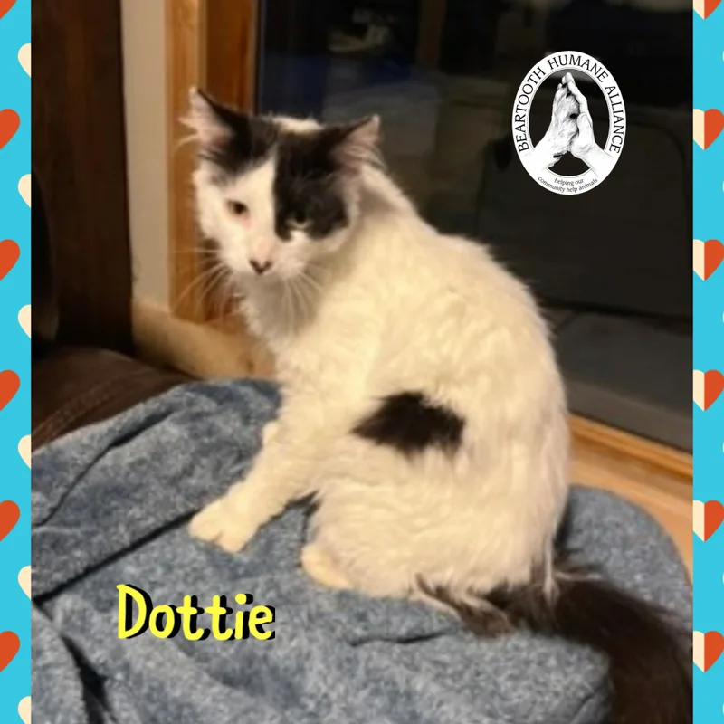 Dottie thumbnail 2