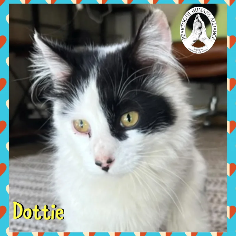 Dottie thumbnail 3