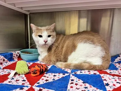 An adult extra large-sized male Domestic Short Hair cat named Beef Cake Theo for adoption in Brunswick, GA