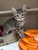 A baby medium-sized female Black Domestic Short Hair cat named Cruella for adoption in Steamboat Springs, CO