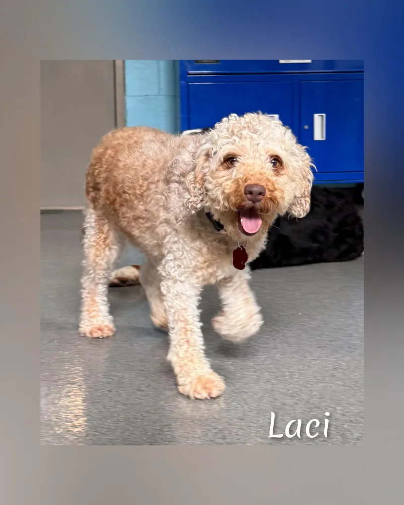 Laci