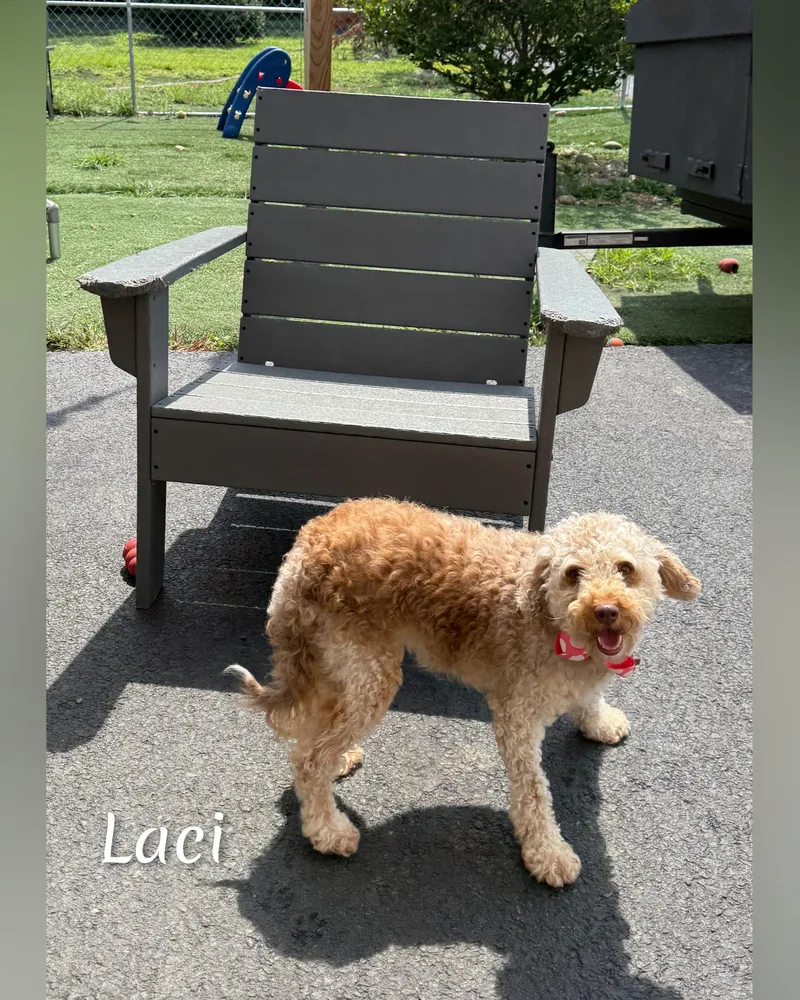 Laci thumbnail 2