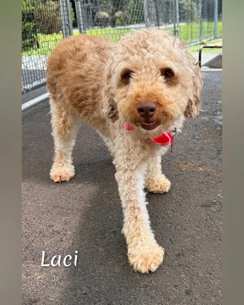 Laci thumbnail 3
