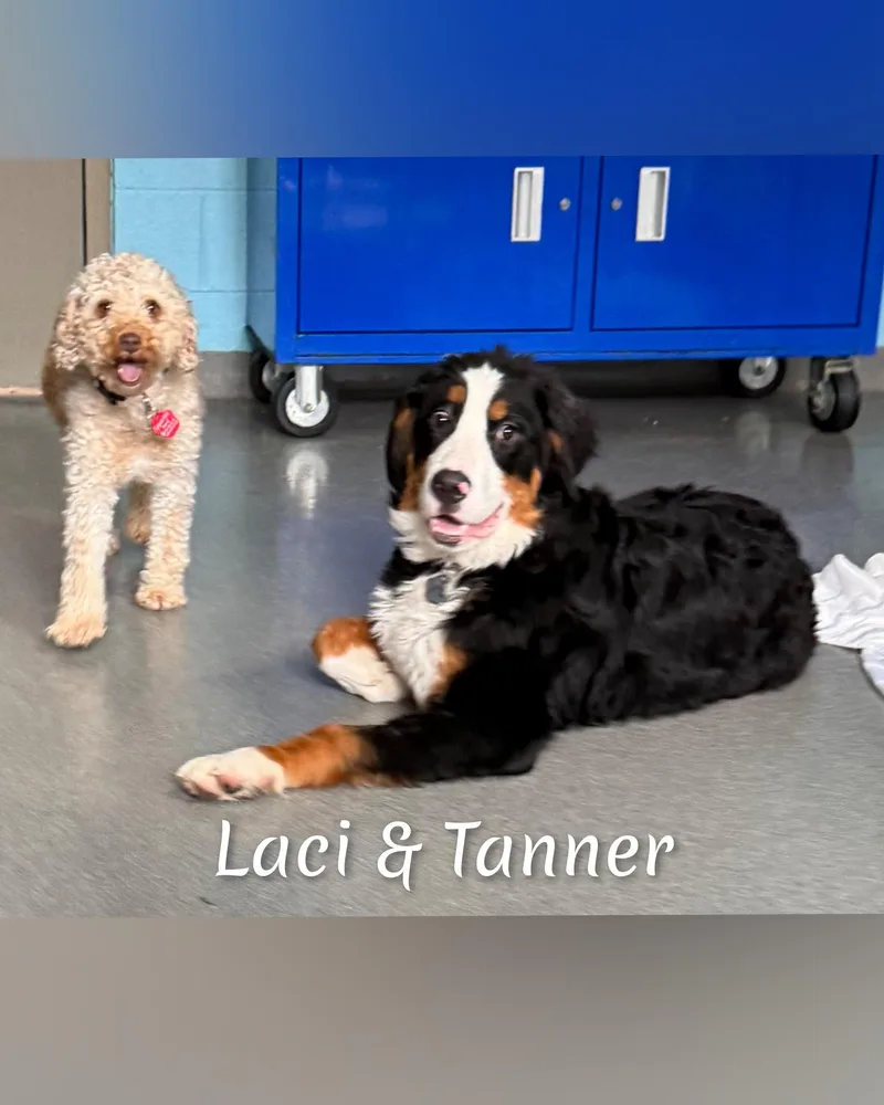 Laci thumbnail 4