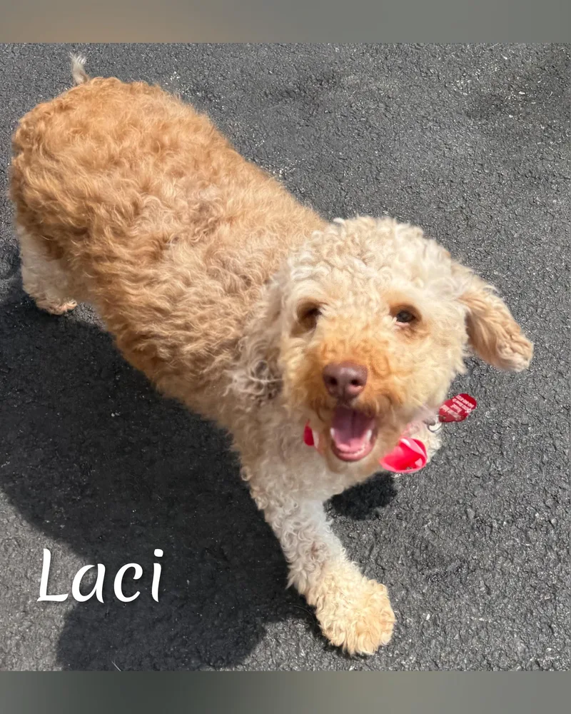 Laci thumbnail 6