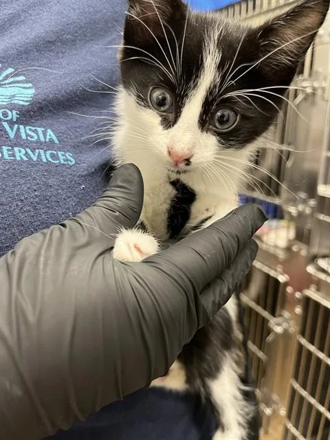 A baby small-sized male Domestic Short Hair cat named Carl Wheezer for adoption in Chula Vista, CA