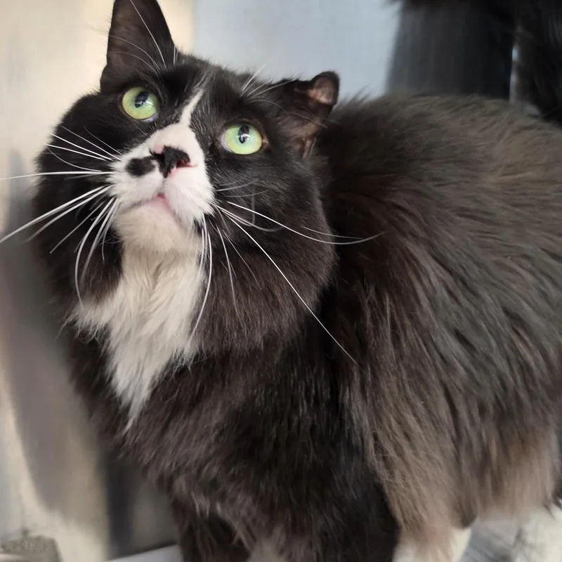 A young large-sized male Black & White / Tuxedo Domestic Long Hair cat named Oreo for adoption in Danville, VA