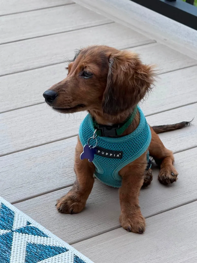 A young small-sized male Dachshund dog named Maverick for adoption in Sioux Falls, SD