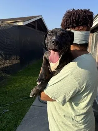 A baby small-sized female Cane Corso dog named Tifa for adoption in Savannah, GA