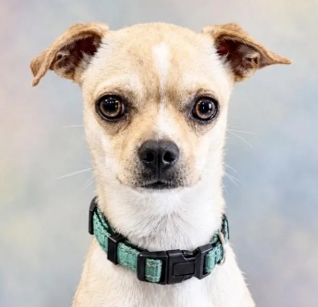 A young small-sized female Yellow / Tan / Blond / Fawn Chihuahua dog named Stella for adoption in Westfield, NY