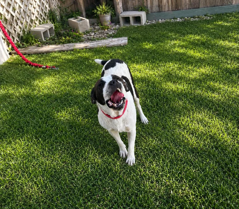 Bruce