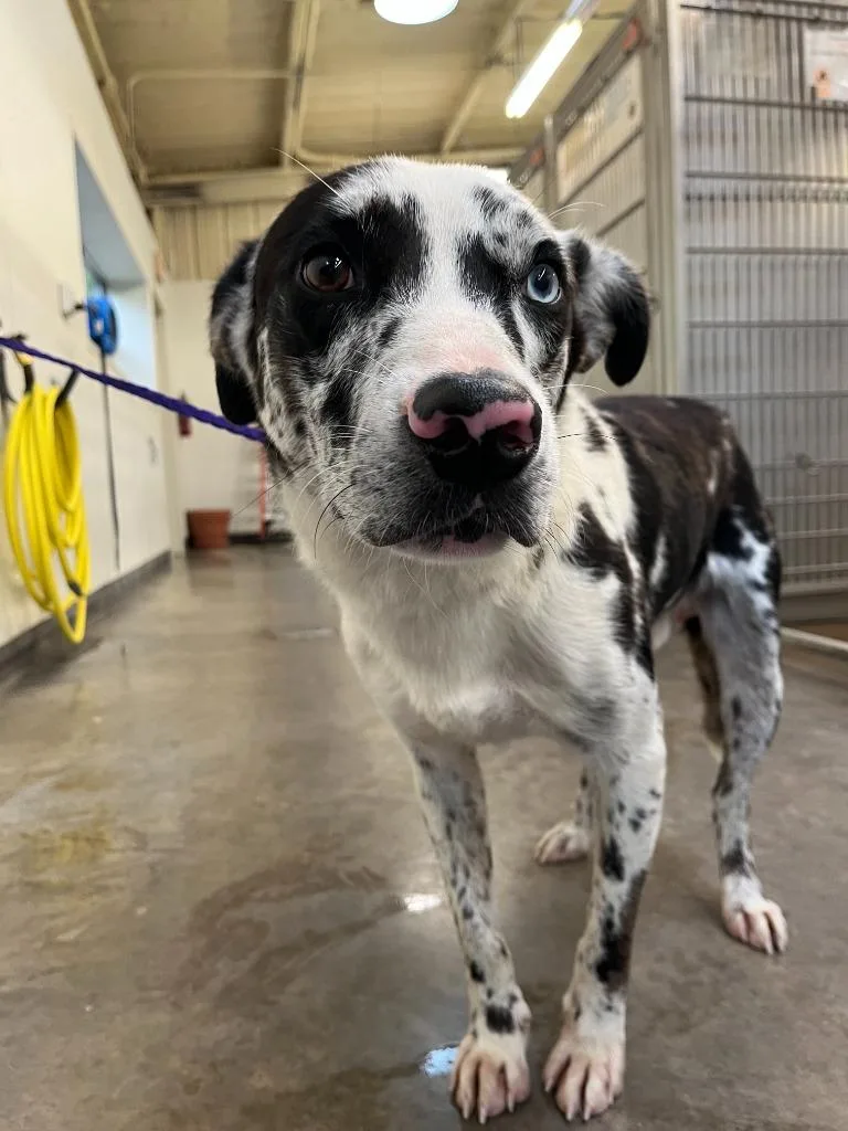 A baby medium-sized male Catahoula Leopard Dog dog named Dog Kennel for adoption in Greenville, TX
