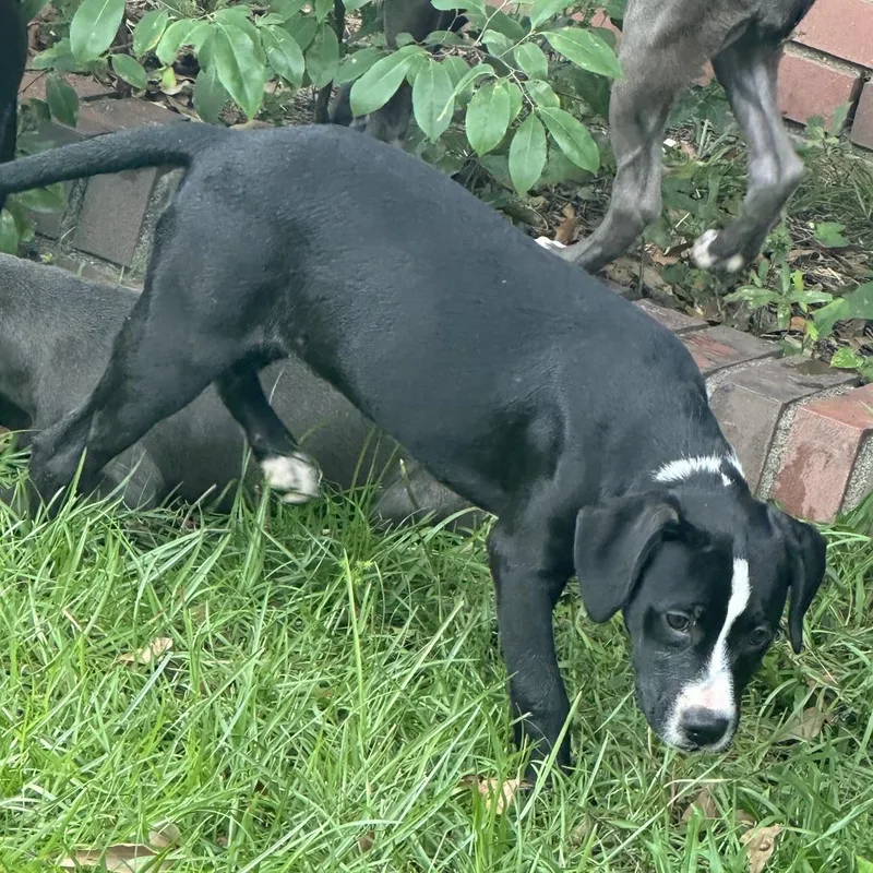 Emmalee Dickinson thumbnail 2