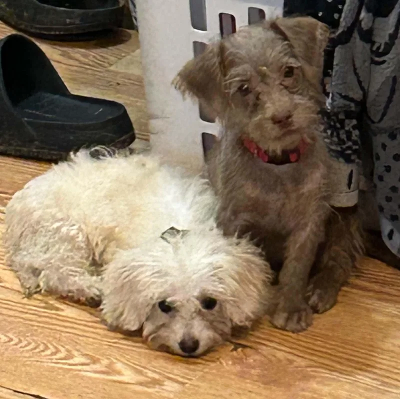 A baby small-sized male Terrier dog named Chai for adoption in Blacksburg, VA
