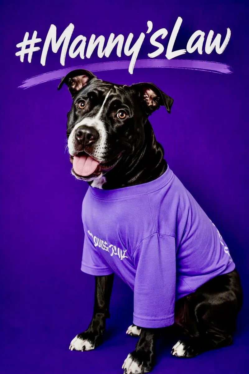 A baby medium-sized male Black Pit Bull Terrier dog named Manny for adoption in Hutchinson, KS