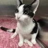 A young small-sized male Black Domestic Short Hair cat named Peter for adoption in Georgetown, KY